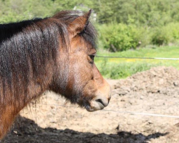 Springpferd Lillyfee 22 (Shetland Pony, 2004)