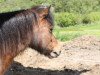 Springpferd Lillyfee 22 (Shetland Pony, 2004)