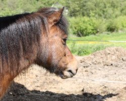 jumper Lillyfee 22 (Shetland Pony, 2004)