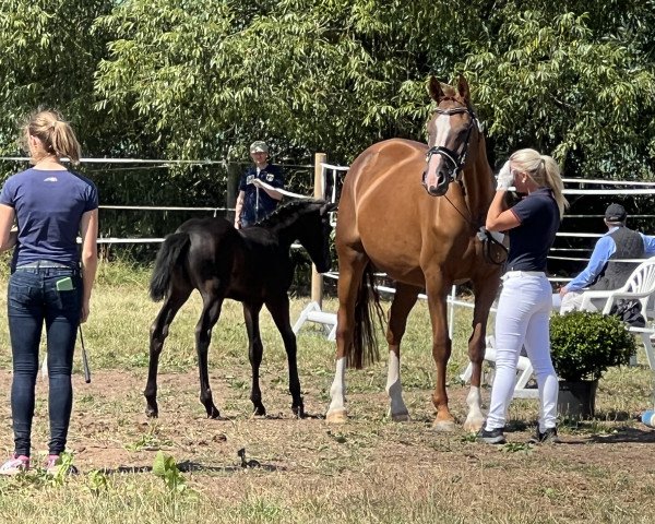 broodmare Quark Liese (Hanoverian, 2009, from Quaterback)