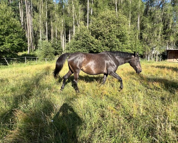 broodmare Amazing Amy (Trakehner, 2008, from Tambour)