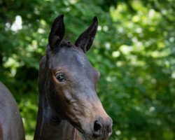 dressage horse Anchesenamun (Trakehner, 2022, from Niagara 34)