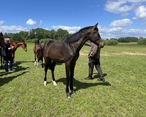 Dressurpferd Qalisi (Oldenburger, 2021, von Vaderland OLD)