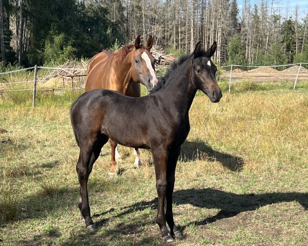 dressage horse Queen Lilibet (Oldenburg, 2022, from Tomahawk)