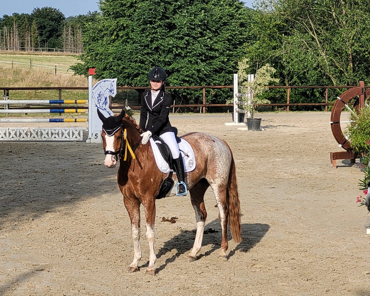 dressage horse Schröder's Socke (unknown, 2012)
