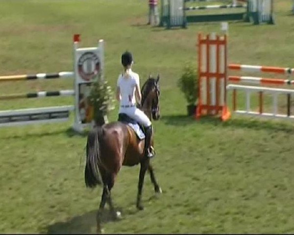 jumper Little Stefano (Oldenburg, 2003, from Lansing)