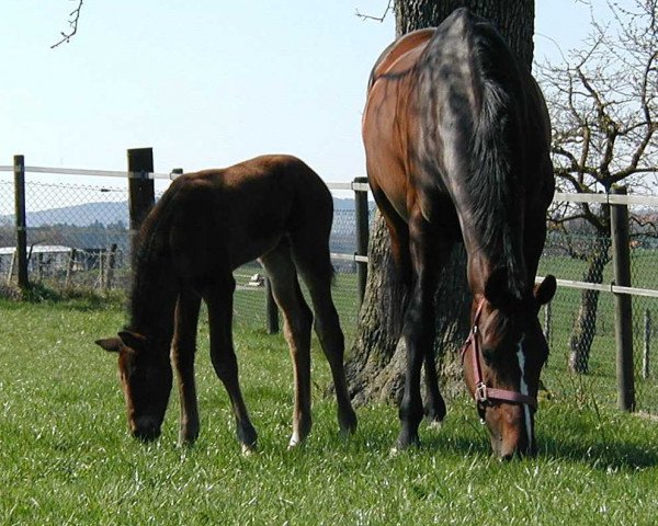 broodmare Jenais (KWPN (Royal Dutch Sporthorse), 1991, from Mytens xx)