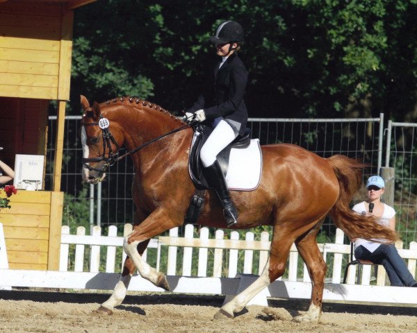 dressage horse Rastello 6 (Hanoverian, 2006, from Rascalino)