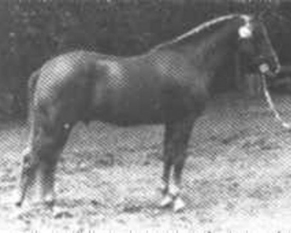 Deckhengst Noordererf Chap (New-Forest-Pony, 1969, von Oosterbroek Arthur)