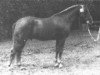 Deckhengst Noordererf Chap (New-Forest-Pony, 1969, von Oosterbroek Arthur)