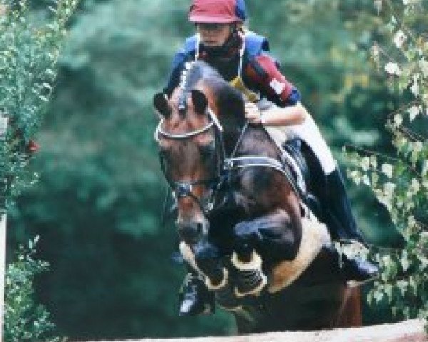 stallion Amarillys Sensation D (Dutch Pony, 1989, from Downland Folklore)