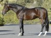 stallion Coromino (Oldenburg, 1997, from Corofino I)