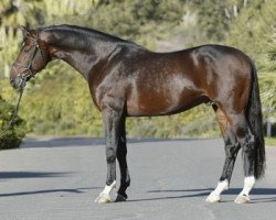 stallion Coromino (Oldenburg, 1997, from Corofino I)