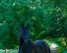 dressage horse Donna Rubin (Westphalian, 2018, from Don Nobless)