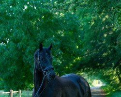 dressage horse Donna Rubin (Westphalian, 2018, from Don Nobless)