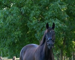 broodmare Just in time K (Westphalian, 2006, from Glock's Johnson Tn)