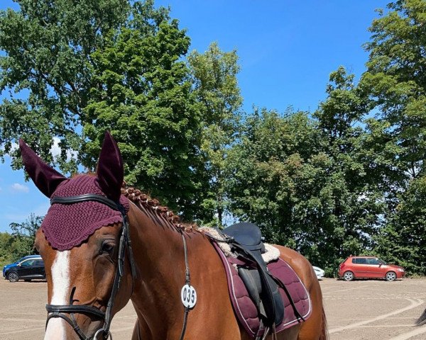 broodmare Nora (German Sport Horse, 2018, from Now Or Never M)