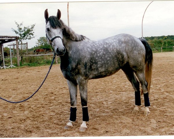 Pferd Fire-Fox (Westfale, 1996, von Florestan II)