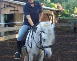 dressage horse Sputnic (German Riding Pony, 2003)