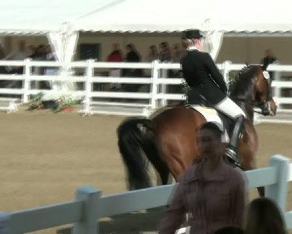 dressage horse Domino 553 (Oldenburg, 1997, from Don Primero)
