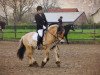 dressage horse Bonny (Fjord Horse, 2010)