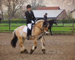 dressage horse Bonny (Fjord Horse, 2010)