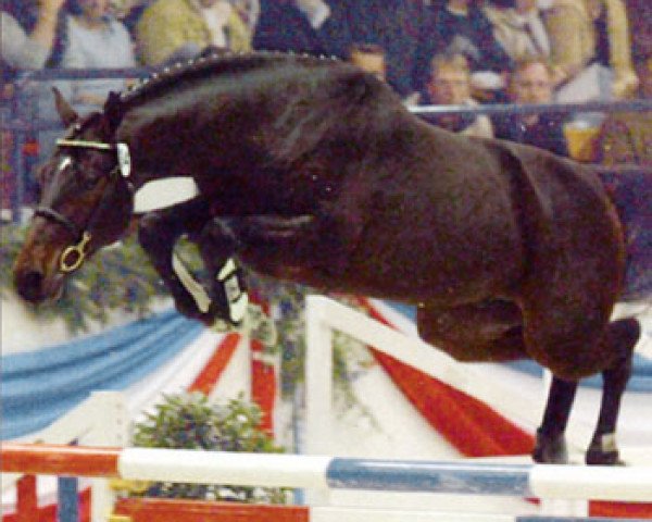 stallion Quick Nick 4 (Holsteiner, 2001, from Quinar)