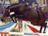 stallion Quick Nick 4 (Holsteiner, 2001, from Quinar)