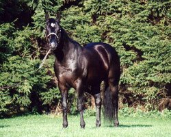 stallion Colonel Raffles (Quarter Horse,  , from Three King Raffles)