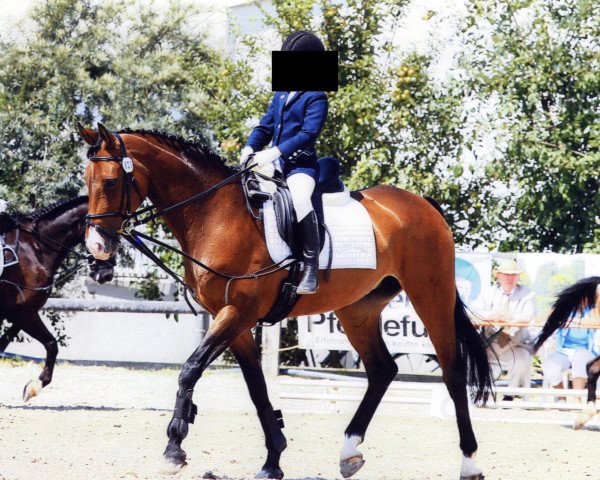 horse Wittschnut (Hanoverian, 1994, from Wittinger)