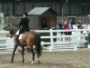 dressage horse El Baylando 2 (Westphalian, 2002, from Ehrenwort)