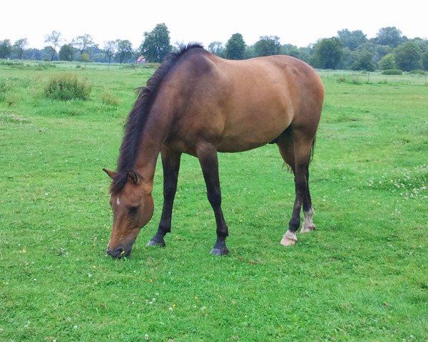 jumper Cabalero (German Riding Pony, 1997, from Harvey)