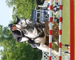 jumper Luebbo (Oldenburg show jumper, 2005, from Lord Pezi)