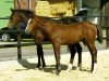 broodmare Lea-Fortuna (Westphalian, 2004, from Lacordos)