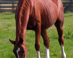 broodmare Palma (Hanoverian, 1988, from Parabol)