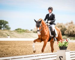 dressage horse Zet Punkt (Hanoverian, 2019, from Zoom 8)