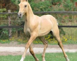 dressage horse Donaldo (German Riding Pony, 2010, from Dr. Doolittle 38)