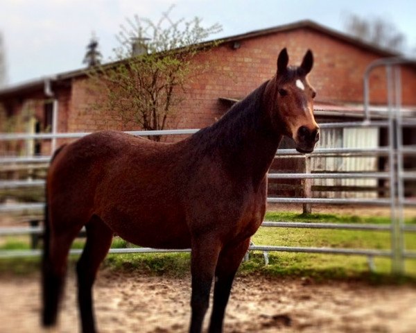 broodmare Winnie (Oldenburg, 1992, from Weltstar)