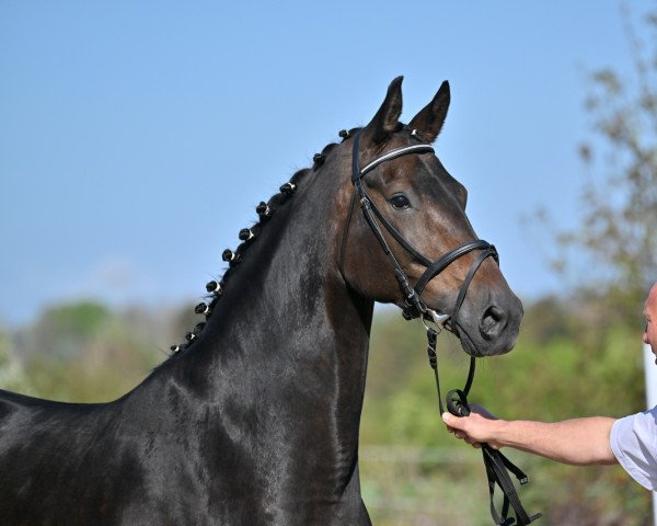 broodmare Mona Lisa (Oldenburg, 2014, from E.H. Millennium)