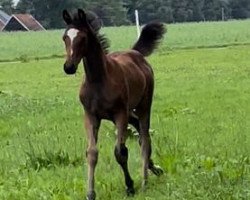 dressage horse Feine Frida CM (Westphalian, 2022, from Flashbang)