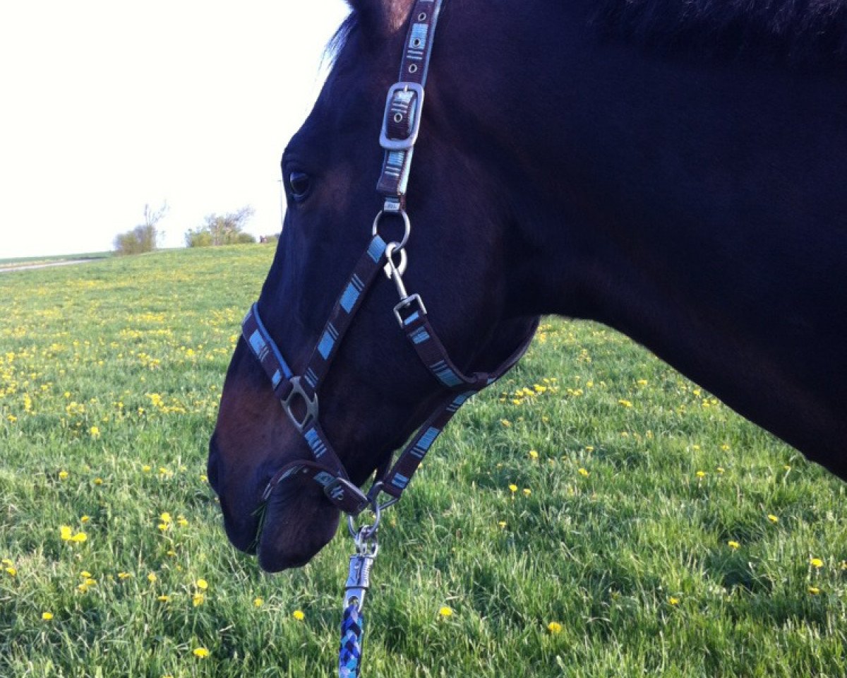 horse Lakarando (Bavarian, 1997, from Lauritz J)