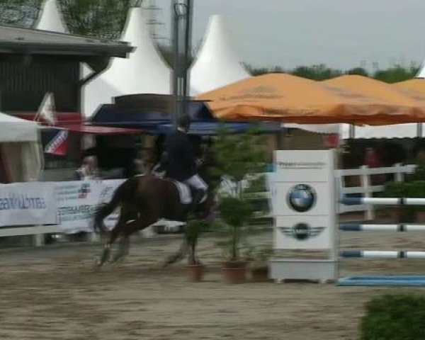 jumper Experte 24 (Hanoverian, 1999, from Espri)