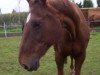 broodmare Wenecia (Hanoverian, 1987, from Wenzel II)