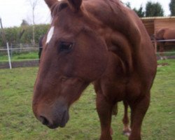 broodmare Wenecia (Hanoverian, 1987, from Wenzel II)