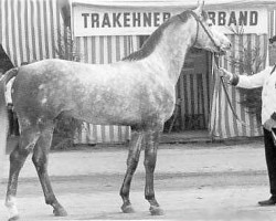 Deckhengst Maharadscha (Trakehner, 1957, von Famulus)