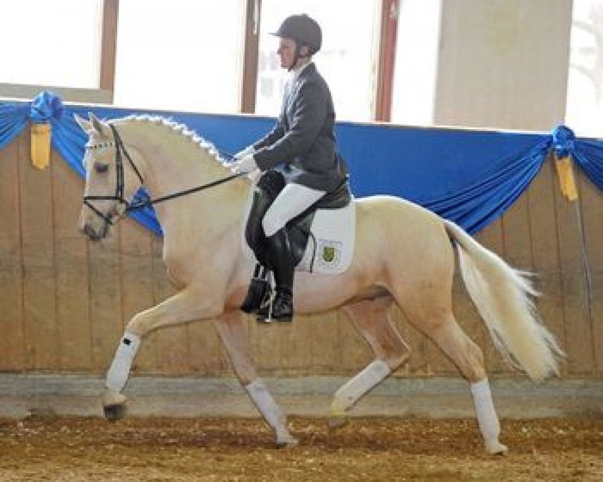 stallion Hesselteichs Grimaldi (Westphalian, 2009, from Gandalf)