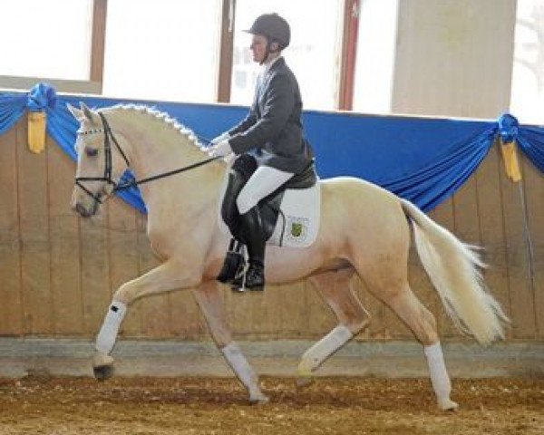 stallion Hesselteichs Grimaldi (Westphalian, 2009, from Gandalf)