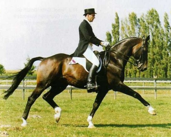 stallion Clavecimbel (Dutch Warmblood, 1984, from Statuar)