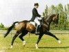 stallion Clavecimbel (Dutch Warmblood, 1984, from Statuar)