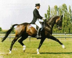 stallion Clavecimbel (KWPN (Royal Dutch Sporthorse), 1984, from Statuar)